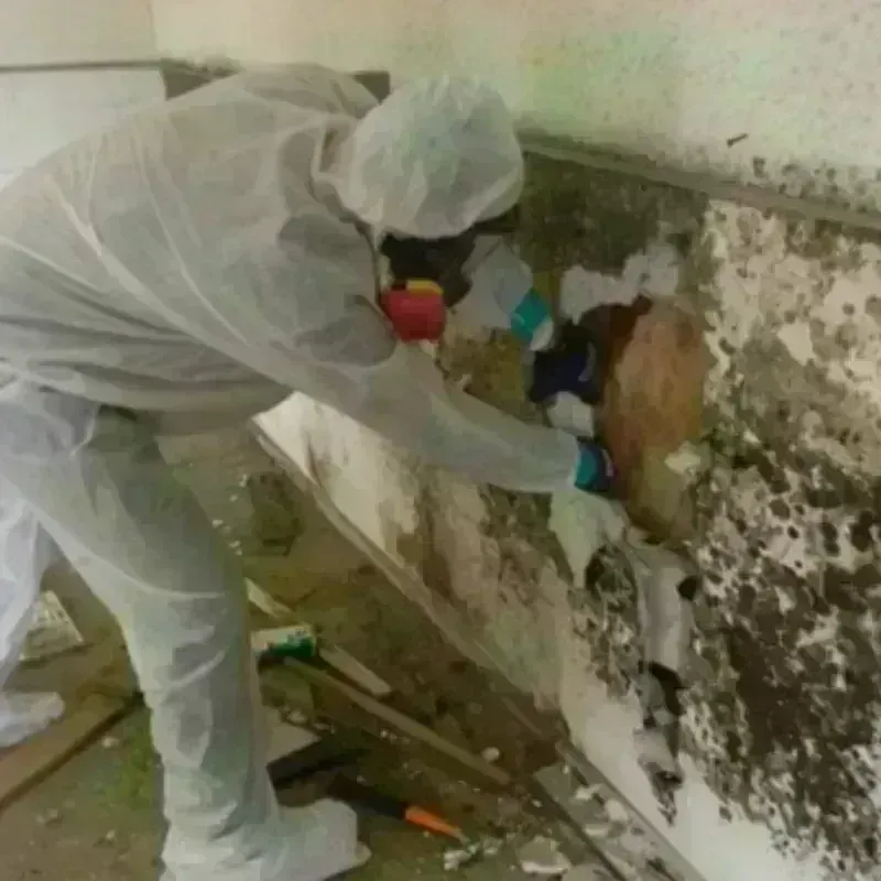 Mold Remediation and Removal in Hemlock, MI